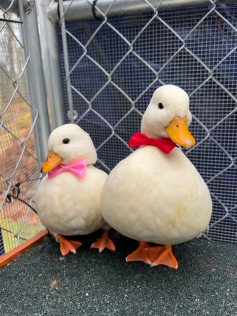 Two small white ducks standing next to each other. One duck has a red bow tie and the other has a pink bow tie Call Ducks, Duck Breeds, Duck Coop, Duck Farming, Duck Pictures, Duck Drawing, Duck Wallpaper, Duck Photo, Pet Ducks