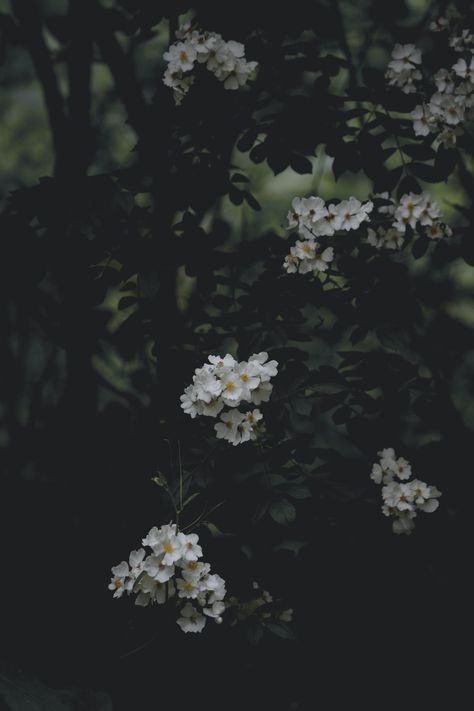 Dark Greenery Aesthetic, Linvilla Orchards, Greenery Aesthetic, Dark Greenery, Mystical Nature, Nature Images Hd, Calming Pictures, Leaves Photo, Dark Garden