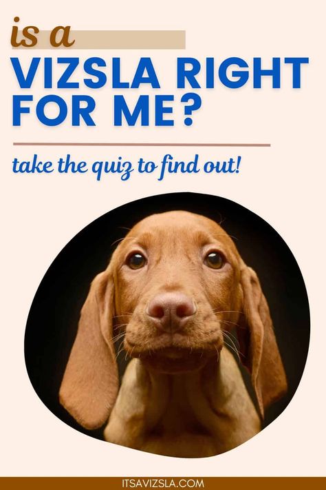 Not sure if the Hungarian Vizsla is the best breed for you? Answer 10 questions in our vizsla quiz to find out if this Hungarian Dog is your ideal dog breed. Hungarian Dog, Pure Breed Dogs, Hungarian Vizsla, Vizsla Dogs, Dog Grooming Tips, Questions To Ask Yourself, Dog Training Techniques, Dog Facts, Best Dog Breeds