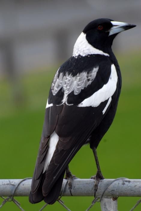 Australian magpie. Female black-backed magpie. North Shore Auckland, August 2007. Image © Peter Reese by Peter Reese. Australian Countryside, Australian Magpie, Magpie Art, Australian Fauna, Black And White Birds, Australian Birds, My Gift, Australian Animals, White Bird