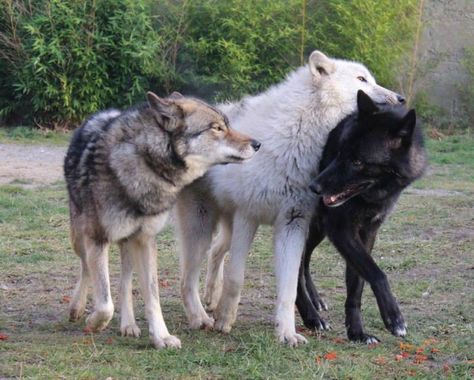 Wolf World, Wolf Photos, Wolf Love, Wild Wolf, Wolf Pictures, Wolf Spirit, Beautiful Wolves, Wild Dogs, Wolf Dog