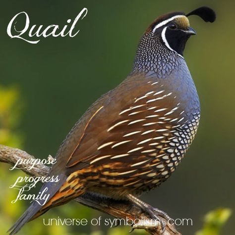 Quail Symbolism & Meaning | Quail Spirit, Totem & Power Animal Attributes | Spiritual & Dream Meaning of Quail Gambels Quail, Grey Partridge, Nz Birds, California Quail, Quails, Golden Rings, Bird Song, Montezuma, Bird Quilt