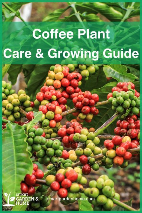 Imagine harvesting your own coffee beans at home! Coffee plants thrive in bright, indirect light and love high humidity. Prune them regularly to keep them manageable and enjoy fresh coffee from your homegrown beans. Learn more at Smart Garden and Home. Coffee Plant Care, Coffee Plants, Growing Coffee, Plant Care Guide, Make Your Own Coffee, Houseplant Care, Bean Plant, Coffee Plant, Smart Garden