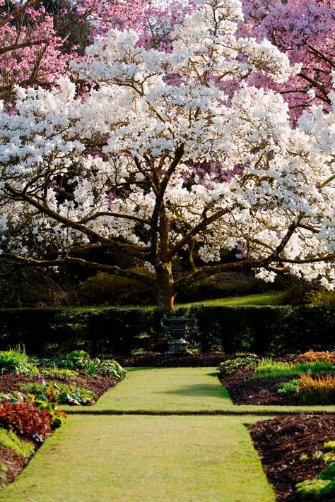 magnolia Natchez Crepe Myrtle, Crepe Myrtle Landscaping, Magnolia Tree Landscaping, Manly House, Myrtle Flower, Most Beautiful Trees, Clay Soil Plants, Creative Gardens, Lined Driveway