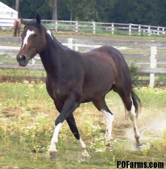 Minimal tobiano Minimal Tobiano Horse, Tobiano Horse, Horses, Animals