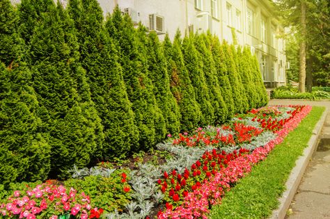 Why is My Arborvitae Turning Brown? - Bob Vila Cypress Trees Landscape, Tree Planting Ideas, Enchanted Forest House, Emerald Arborvitae, Trees Types, Stewed Prunes, Lemon Cypress, Green Giant Arborvitae, Grinch Tree