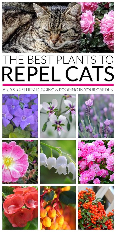 The best cat repellent plants that cats really hate you can use in your garden or backyard to keep cats out and stop them digging up and pooping on vegetable and flower beds. How To Keep Cats Out Of Flower Beds, Plants Cats Hate, Plants That Repel Cats, Cat Repellant Outdoor, Mosquito Repellent Homemade, Cat Repellent, Cat Safe Plants, Plant Bugs, Feeding Birds