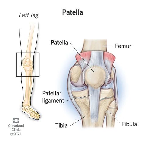 Patella (Kneecap): Anatomy and Function Patella Anatomy, Patella Fracture, Bone Density Test, Sesamoid Bone, Knee Bones, Quad Muscles, Bone Fracture, Cleveland Clinic, Good Bones