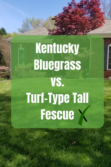 The most common turf grass in the northern two thirds of the US is Kentucky Bluegrass. Because of its natural beauty, ability to spread, thicken on its own and fill in damaged areas, Ky Blue is the first choice of most homeowners. Fescue Grass Lawn, Tall Fescue Grass, Tall Fescue, Grass Seed, First Choice, Lawn Care, Green Thumb, Kentucky, Natural Beauty