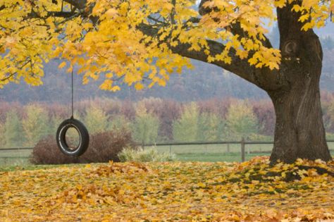 Tire Swing, Tree Swing, Six Feet Under, Nature Gif, Fall Outdoor, Back To Nature, Mellow Yellow, Beautiful Tree, Best Memories