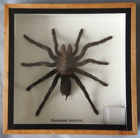 I got one of these for my birthday.  Apparently, they are quite plentiful in China and Vietnam.  It is classified as "Eurypeima spinicrus."  It seemed like an odd classification so I looked it up and it is apparently meaningless.  Google definitions translates it as "Preserved spider in a framed box." Tarantula Spider, Framed Insect, Insect Taxidermy, Taxidermy Mounts, Affordable Gifts, Taxidermy, My Birthday, Wooden Frame, Insects