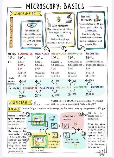 Microscopy Biology Notes, Microbiology Poster, Cell Poster, Botany Notes, Microbiology Notes, Nursing School Studying Cheat Sheets, Microbiology Study, Physics Revision, Gcse Biology