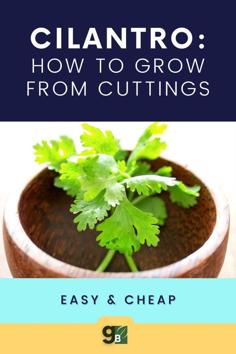 Propagate Cilantro, Store Cilantro, Grow Cilantro Indoors, Gardening Kit Gift, How To Grow Cilantro, How To Harvest Cilantro, Cilantro Plant, Gardening Herbs, Growing Cilantro