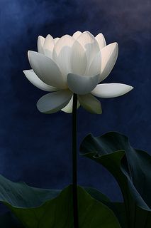 White Lotus Flower and the first rays of the sun: DD0A8826-1000 No Mud No Lotus, White Lotus, A Quote, White Flower, Lotus Flower, The Words, Lotus, Quotes, Flowers