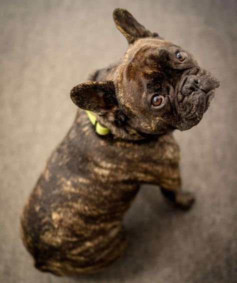 Anyone that has been looking to get or owns a Frenchie already has encountered Brindle French Bulldogs or Brindle Frenchies during their search. Brindle French Bulldog, Grey French Bulldog, Baby French Bulldog, French Bulldog Tattoo, Gray Floor, Frenchie Puppy, Black Pug, Puppy Photos, Beagle Puppy