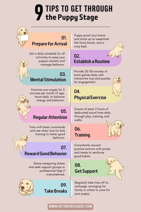 9 tips to get through the puppy stage Golden Retriever Tips, Golden Retriever Care, Shadow Boy, Puppy Training Schedule, New Puppy Checklist, Puppy Checklist, Puppy Stages, Dog Advice, Puppy Mom