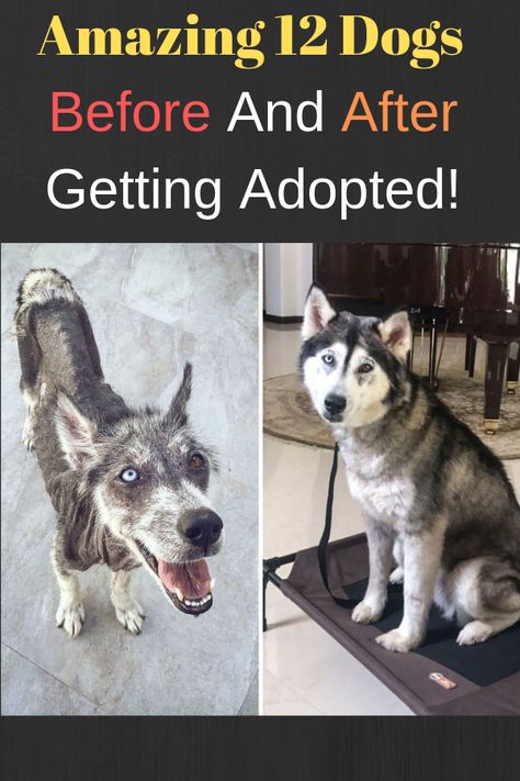 Amazing 12 Dogs – Before And After Getting Adopted! Images Of Dogs, Somewhere In The World, Dog Pics, After Photos, Rescue Dogs, Dog Owner, Forever Home, Dog Care, Art Activities