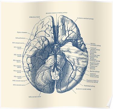 Human Brain Diagram Poster Human Brain Diagram, Nervous System Diagram, Anatomy Prints, Human Brain Anatomy, Brain Diagram, Brain Poster, Brain Nervous System, Vintage Anatomy, Anatomy Poster