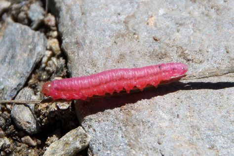 unidentified pink caterpillar, Austria Pink Caterpillar, Shocking Pink, Beautiful Bugs, Caterpillar, Austria, Bugs, Insects, Hot Pink, Collage