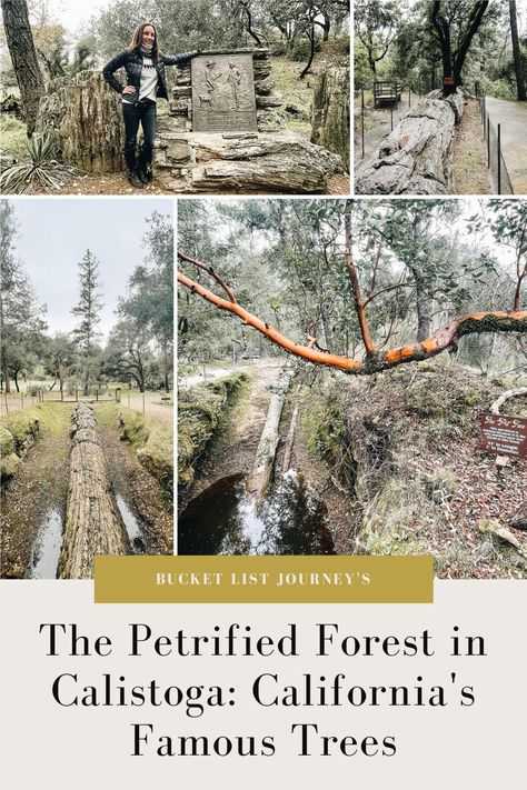 The Petrified Forest in Calistoga is home to the largest petrified trees in the world. The trees have a history dating back over 3 million years. Calistoga California, Famous Trees, Petrified Forest, California State, Golden State, California Travel, Bucket List, Road Trip, Forest