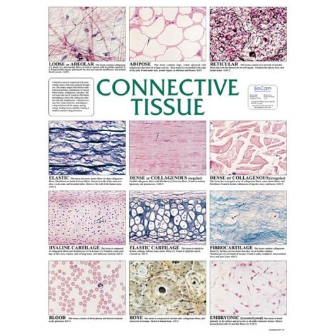 Chart, Connective Tissue Connective Tissue Histology, Epithelial Tissue, Tissue Biology, Medical Assistant Student, Integumentary System, Basic Anatomy And Physiology, Tissue Types, Medical Student Motivation, Medical Laboratory Science