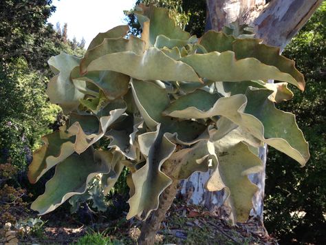 Kalanchoe beharensis - Felt Plant or Bush, Velvetleaf | PlantMaster Felt Bush Plant, Kalanchoe Beharensis, Bush Plant, House Farm, Plant Images, Little House, Felt, Plants