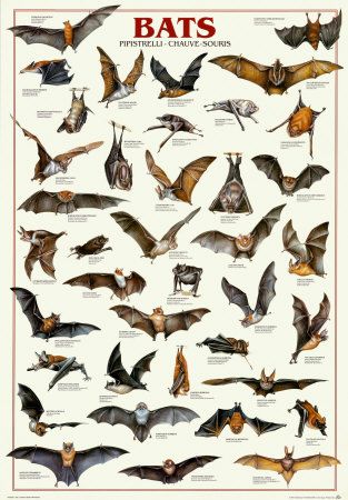 BATS, Why They Are Important, And How To Get Bats To Make A Home In Your Yard. Bat House, Bat Art, Animal Education, Scientific Illustration, Poster Retro, Zoology, 귀여운 동물, Beautiful Creatures, Animal Kingdom