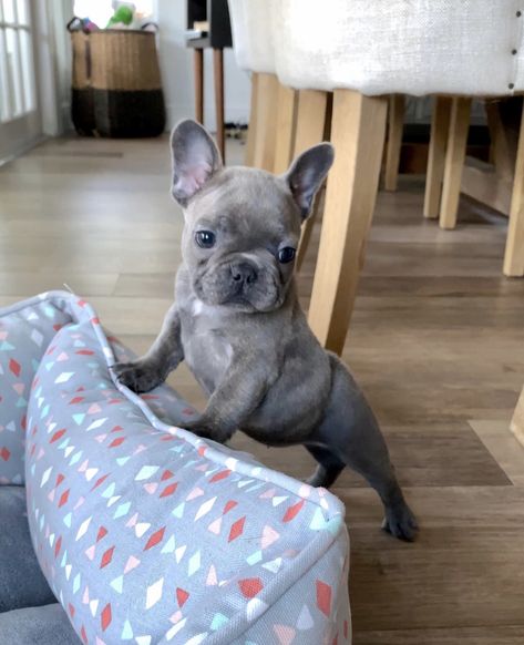 Blue Frenchie Puppy, Dog Frenchie, Blue French Bulldog Puppies, French Dogs, Dog Mommy, Frenchie Puppy, Cute French Bulldog, Cute Little Puppies