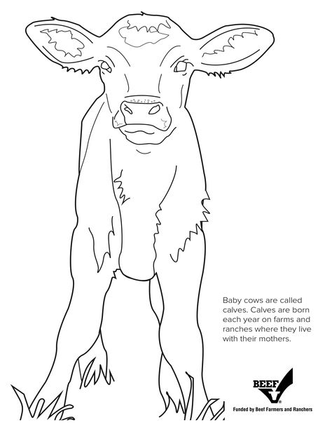 Mary Drawing, Desert Farm, Printable Cow, Cow Sketch, Pikachu Coloring Page, Farm Coloring Pages, Cow Photography, Cow Coloring Pages, Stitch Coloring Pages