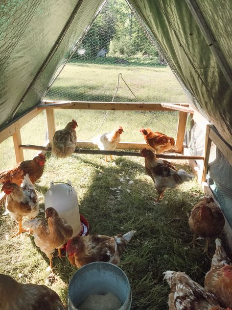 Choosing a Breed for Pasture Raised Chicken Pasture Raised Chickens, Chicken Pasture, Different Breeds Of Chickens, Breeds Of Chickens, Plymouth Rock Chicken, Raising Turkeys, Mobile Chicken Coop, Raising Chicken, Meat Birds