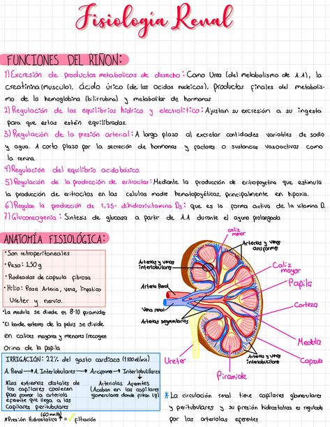 Generalidades de fisiología renal #goodnotes #titulosbonitos #apuntesbonitos Studying Medicine, Medicine Notes, Medicine Studies, College Notes, Medicine Student, Medical Facts, Medical School Studying, Medical School Essentials, Study Board