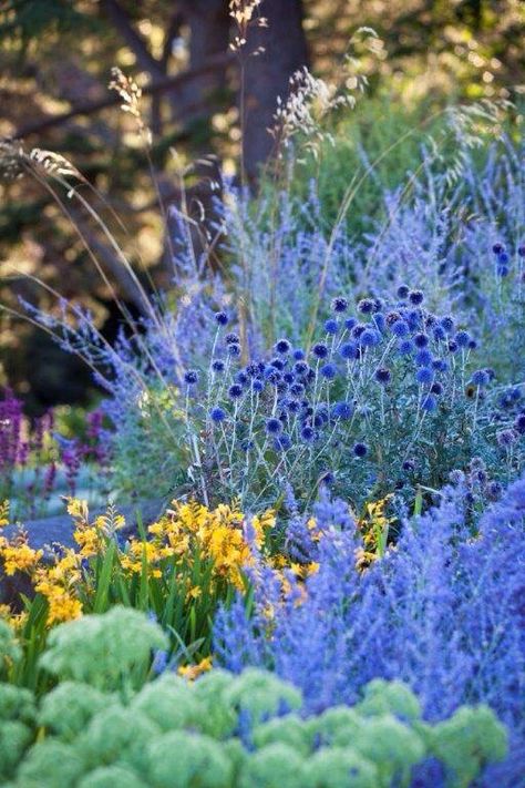 blue gardens are sublime #heaveniasagarden Perovskia Atriplicifolia, Mountain Garden, Planting Combinations, Plant Combos, Flowering Perennials, Garden Flowers Perennials, Russian Sage, Dry Garden, Cottage Garden Design