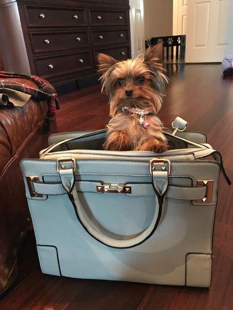 Amazon.com : WOpet Fashion Pet Carrier Dog Carrier Purse Dog Handbag Pet Tote Bag for Small Dog and Cat Airline-Approved (Grey) : Pet Supplies Dogs In Purses, Purse Puppy, Dog In Purse, Purse Dog, Pet Carrier Purse, Dog Carrier Purse, Small Pet Carrier, Designer Dog Carriers, Airline Approved Pet Carrier