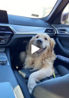 Golden Retriever Funny Videos, Cushions Diy, Chien Golden Retriever, Excited Dog, Golden Retriever Funny, Emotional Support Dog, Furniture Cheap, Outdoor Diy, Dogs And Kids