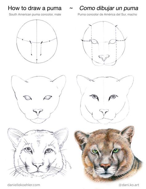 Puma Drawing, Pumas Animal, Kids Art Activities, Dot Rock Painting, Animal Information, How To Draw Animals, Draw Animals, Puma Logo, Animal Drawing