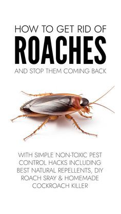 Get rid of cockroaches easily with natural cockroach repellents you already have in your kitchen plus DIY roach spray and homemade cockroach killer. German Cockroaches How To Get Rid Of, Knat Killer Homemade, How To Get Rid Of Roaches In The House, Natural Roach Repellent For Home, Diy Roach Killer Homemade, How To Get Rid Of Roaches, How To Kill Cockroaches Fast, Cockroaches How To Get Rid Of, Get Rid Of Cockroaches Fast