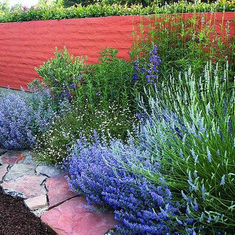 Sunny border for three seasons Garden Border, Plants Growing, Blue Garden, Backyard Fences, Garden Borders, Garden Fencing, Gorgeous Gardens, Garden Fence, Front Garden