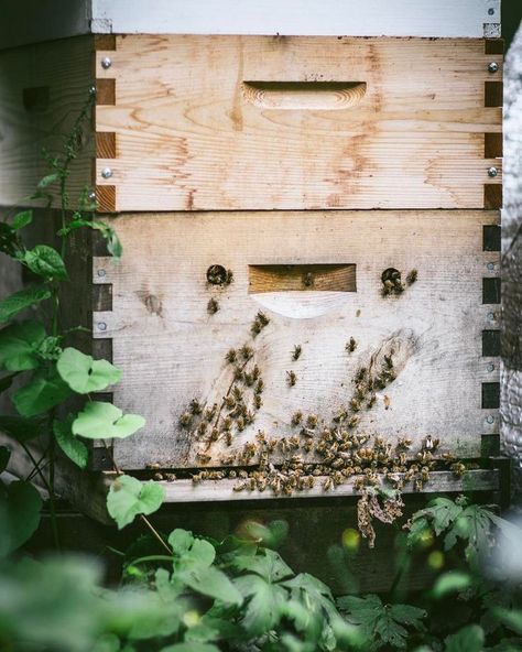 Beehive on the homestead Bee Cottage, Bee Friendly Garden, Beginner Recipes, Homemade Cooking, Photo Food, Bee Friendly, Farmhouse Garden, The Hive, Hobby Farms