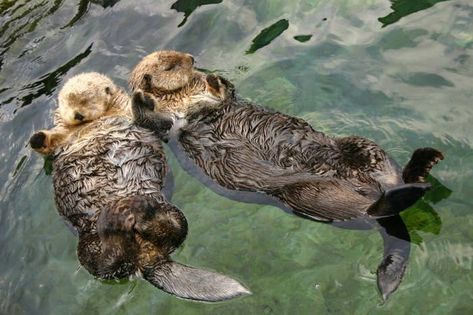 Sea otters hold hands while sleeping so they don't drift apart. Sea Otters Holding Hands, Sleeping Otters, Otters Holding Hands, River Otter, Sea Otter, Animal Facts, Sea And Ocean, Otters, Spirit Animal