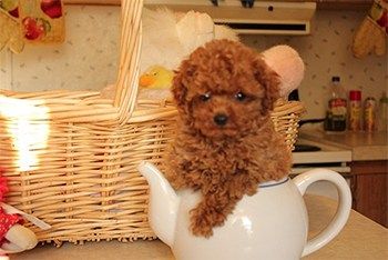 Red Maltipoo, Poodle Puppy White, Maltipoo Breeders, Puppy Hug, Teacup Poodles, Bear Dogs, Maltipoo Puppies For Sale, Maltipoo Puppies, Pedigree Dog