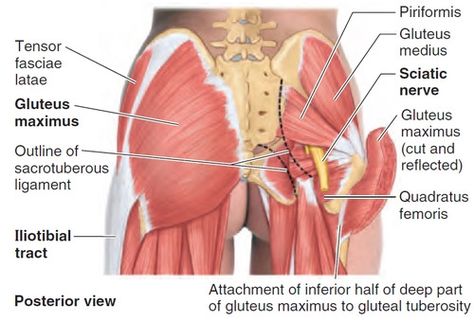 Hip Muscles Anatomy, Leg Muscles Anatomy, Muscles Anatomy, Lower Body Fat, Gluteal Muscles, Gluteus Medius, Gluteus Maximus, Human Anatomy And Physiology, Muscle Anatomy