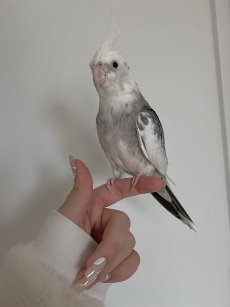 Pet Birds Aesthetic, Cockatiels Aesthetic, Bird Pet Aesthetic, Aesthetic Cockatiel, Pet Bird Aesthetic, Cockatiel Aesthetic, Parrot Aesthetic, Pet Cockatiel, White Cockatiel