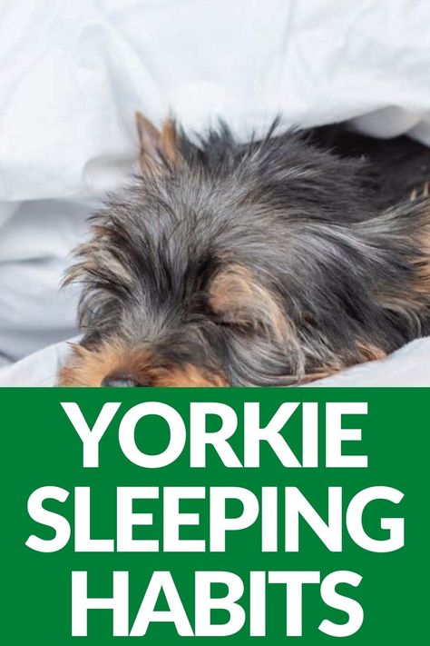 Yorkie Must Haves, Hairstyles Tied Back, Hairstyles Tied, Women Dreads, Yorkie Grooming, Yorkie Puppy Training, Calming Treats For Dogs, Morkie Dogs, Yorkshire Puppies