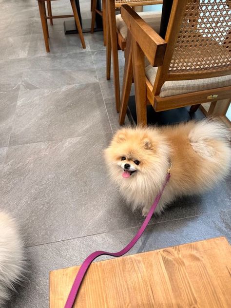 Korean Dog Aesthetic, Pomeranian Aesthetic, Korean Dogs, Wallpaper Dog Aesthetic, Pomeranian Mom, Wallpaper Dog, Dog Aesthetic, Cute Pomeranian, Mastiff Dogs