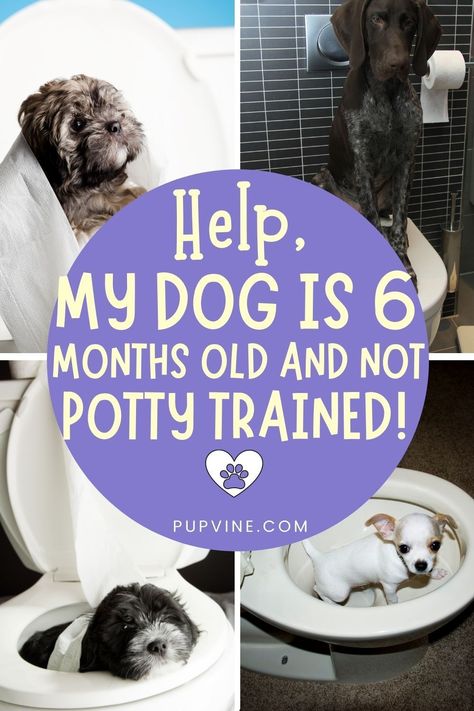 Potty Training Stubborn Boys, Crate Training Puppy Schedule, Potty Training Schedule, Puppy Potty Training Tips, Dog Tricks Easy, Puppy Schedule, Puppy Training Schedule, Crate Training Puppy, Starting Potty Training