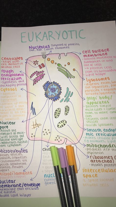 Eukaryotic cell I drew for A Level Biology revision Cell Organisation Revision, Medical Biology Aesthetic, A Level Biology Lipids, Cell The Unit Of Life Mind Map, A Level Biology Cell Structure Notes, As Level Biology, Cell Aesthetic Biology, Cell Biology Notes Aesthetic, Biology Poster Ideas High Schools