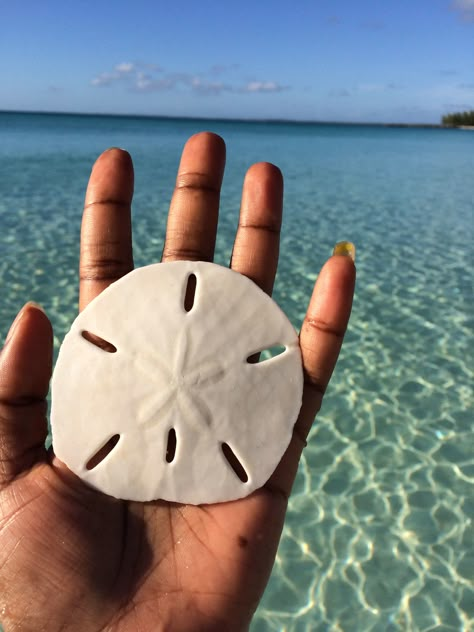 Sand dollar Sea Dollar, Pyramid Project, Sand Dollar Tattoo, Dollar Quotes, Mystical Cat, Filler Pics, Oregon Beaches, Cat Island, Shells And Sand