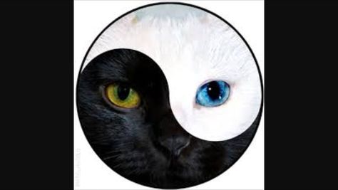 CAT YIN YANG Black And White Cat, Ying Yang, White Cat, Yin Yang, Black And White, Blue, White, Black