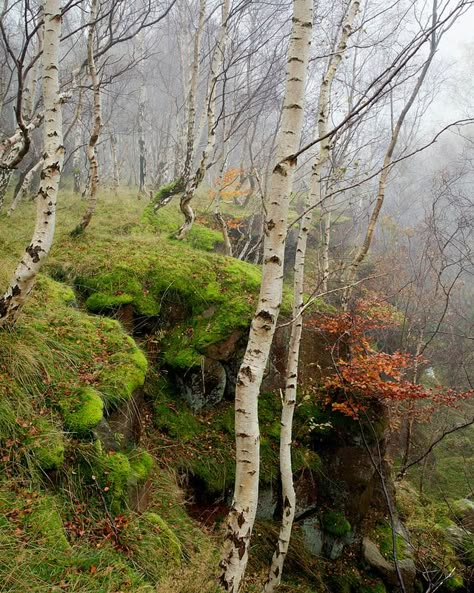 Autumn Woods, Bole Hill, Peak District National Park, England Autumn Woods, Forest Hill, Peak District National Park, Forest Path, Forest Photography, Walk In The Woods, Nature Aesthetic, Photography Photos, Beautiful Tree