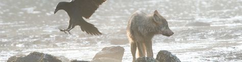 Wolf Header Aesthetic, Wolf Discord Banner, Wolf Banner, Banner Aesthetic, Puppy Time, Spirit Guide, Discord Banner, Header Image, Header Banner